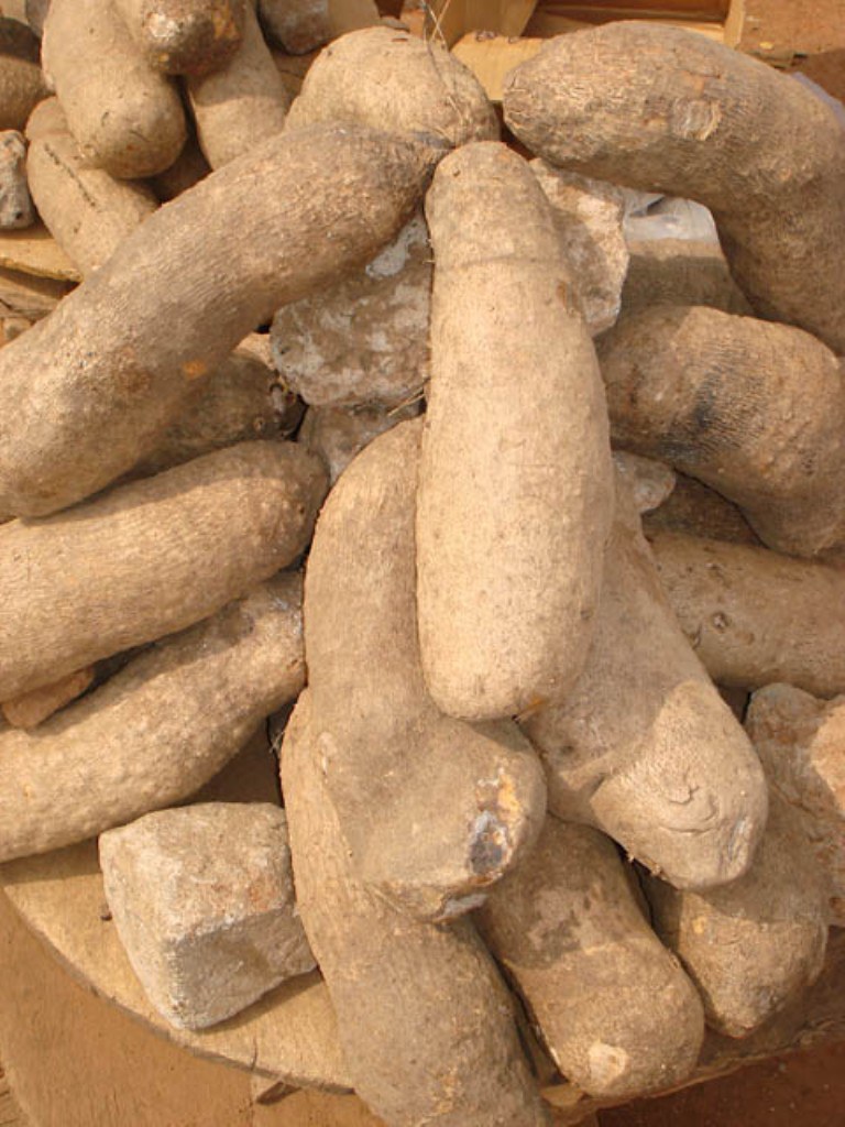 Tubers of Yam